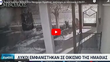 Ανησυχία στο Νεοχώρι Ημαθίας – Λύκοι έξω από τα σπίτια