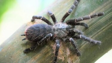  Σκουλήκι που σκοτώνει ταραντούλες με το όνομα Τζεφ Ντάνιελς 