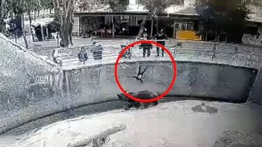 Μητέρα πέταξε την τρίχρονη κόρη της σε κλουβί αρκούδας! 