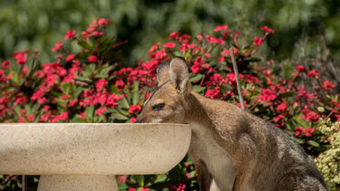 Αυστραλία: Ιστορικό ρεκόρ ζέστης με 50,7 βαθμούς Κελσίου! 
