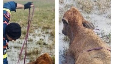 Σώθηκαν από τη λιμνοθάλασσα, αλλά δεν τα κατάφεραν δύο αγελάδες που είχαν εγκλωβιστεί