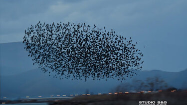 Μαγευτικές εικόνες από χιλιάδες ψαρόνια στον χειμωνιάτικο ουρανό του Ναυπλίου 