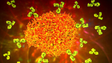 Κορωνοϊός: Τα κύτταρα που μπορούν να σας προσφέρουν σούπερ ανοσία