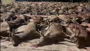 Έσφαξαν 450 ελάφια και αγριογούρουνα σε ιδιωτικό κτήμα