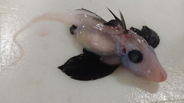 Νέα Ζηλανδία: Ανακαλύφθηκε σπάνιος καρχαρίας φάντασμα 