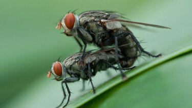 Πεινασμένες για έρωτα: Γιατί οι καλοταϊσμένες μύγες έχουν όρεξη για σεξ