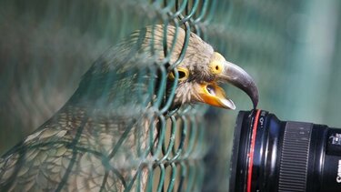 Οι παπαγάλοι και η... βιντεοκλήση 