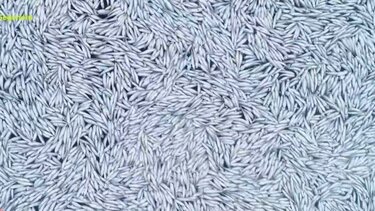 Γαλλία: 100.000 νεκρά ψάρια στην επιφάνεια της θάλασσας