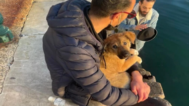 Βούτηξε στον Θερμαϊκό για να σώσει σκυλάκι