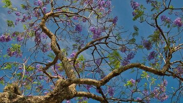 Έπεσε κλαδί στο κεφάλι του