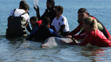 Η οργάνωση ''Αρχιπέλαγος'' για τη διάσωση του ζιφιού