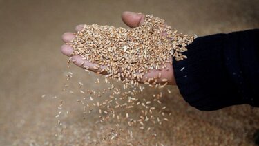 Η χώρα που έχει τα μισά αποθέματα σιταριού του κόσμου