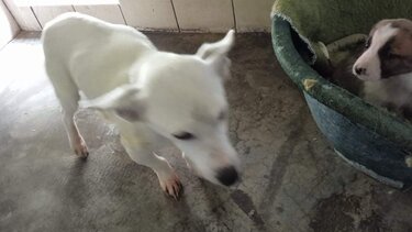 Δύσκολο Σαββατοκύριακο και για τα σκυλάκια στο Κυνοκομείο