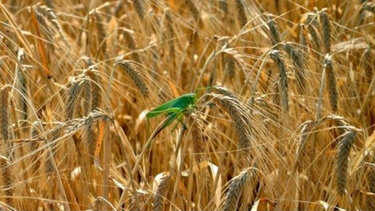 Η Βουδαπέστη απαγορεύει τις εξαγωγές σιτηρών