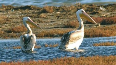Κοζάνη: Περιστατικό γρίπης των πτηνών σε αργυροπελεκάνο