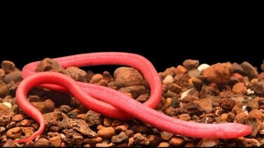  Ένα ψάρι Wolverine και ένα τυφλό χέλι ανάμεσα στα 212 νέα είδη ψαριών του γλυκού νερού