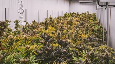  Μαρόκο: Κατασχέθηκαν 2,3 τόνοι κάνναβης