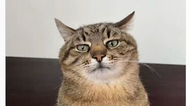 Η γάτα Stepan «συγκέντρωσε» 10.000 δολάρια για τον ζωολογικό κήπο του Χάρκοβο