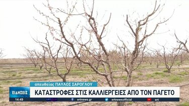 Καταστροφές στις καλλιέργειες από τον παγετό