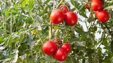 Αγωνία για τον ιό της καστανής ρυτίδωσης στις τομάτες της Ιεράπετρας