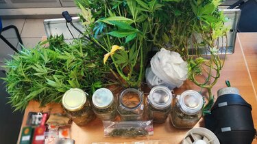 Δενδρύλλια κάνναβης 1.5 μέτρου, εξοπλισμό και μετρητά βρήκαν οι Αρχές