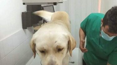Φρίκη δίχως τέλος: πυροβόλησαν σκύλο, ξανά, στην Κρήτη!