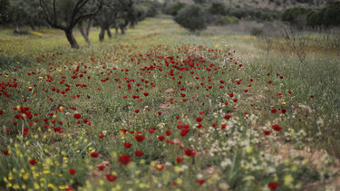 Τριήμερο Πρωτομαγιάς: Άστατος με κατά τόπους λασποβροχές