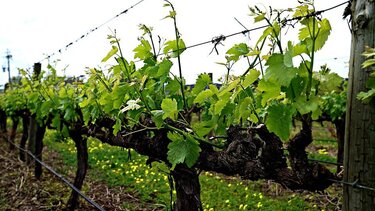 Αμπέλι: Πως να αντιμετωπίσετε την φόμοψη