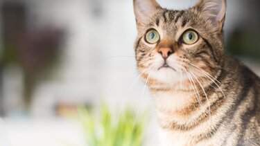 Καλώς ήλθατε στην Ελλάδα, με τις πεινασμένες ... γάτες 