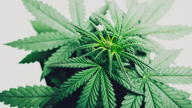 Σε ποιες περιπτώσεις συνταγογραφείται η φαρμακευτική κάνναβη