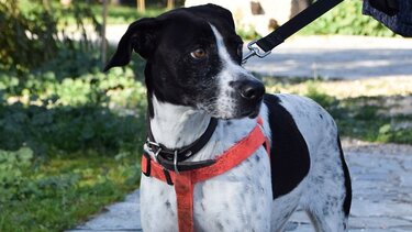 Ζώα συντροφιάς σε αρχαιολογικούς χώρους - Που θα επιτρέπεται και που όχι