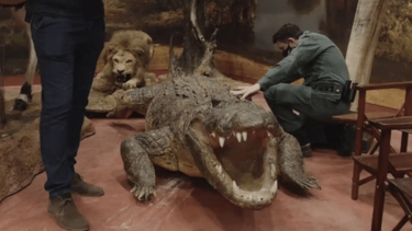 Κατασχέθηκαν ταριχευμένα ζώα υπό εξαφάνιση αξίας 29 εκατ. ευρώ