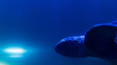 Εντοπίστηκε νεκρή θαλάσσια χελώνα