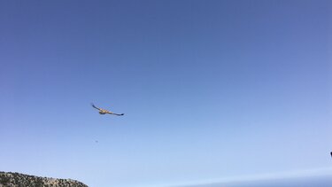 Απελευθερώθηκαν τέσσερα όρνια στο Οροπέδιο Λασιθίου