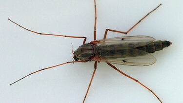 "Δεν είναι κουνούπια αλλά ακίνδυνα δίπτερα", απαντά η Περιφέρεια στα παράπονα πολιτών