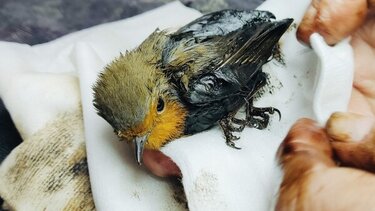 Οδηγίες Anima: Τι θα κάνετε αν βρείτε μωρό πουλί ή ανήμπορο ζώο