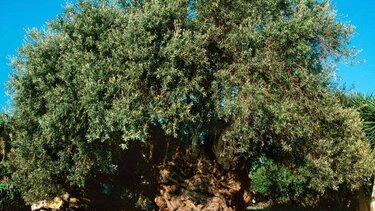 Κοπή Κότινου από την Μνημειακή Ελιά των Βουβών του Δήμου Πλατανιά