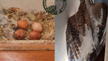 Ξενοδοχείο δεν ανοίγει παράθυρο δωματίου για να κλωσήσει γεράκι τα αυγά του