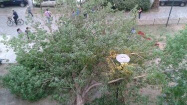 Ξεριζώθηκε δένδρο από τους ισχυρούς ανέμους