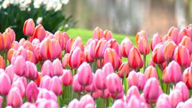 Άνοιξη στην Ευρώπη: Πέντε πόλεις με τα πιο υπέροχα λουλούδια!