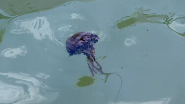 Μωβ μέδουσες: Τα συμπτώματα από τσίμπημα και οι οδηγίες προς τους πολίτες