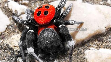 Εντοπίστηκε σπάνιο είδος αράχνης στο Ναύπλιο