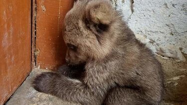 Απροσδόκητος επισκέπτης ένα μικρό αρκουδάκι