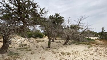 Stop στη μαζική αποβίβαση επισκεπτών στη Χρυσή - Επιτρέπεται η χρήση των παραλιών
