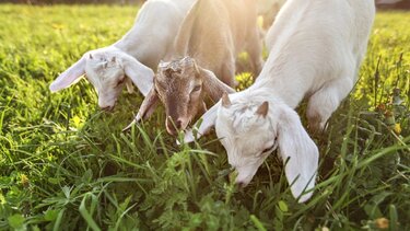 Βιολογική κτηνοτροφία: Η χαμηλή μοριοδότηση «έκοψε» κτηνοτρόφους