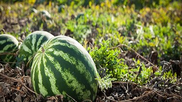 Καρπούζι: Καλλιέργεια με απαιτήσεις – Μυστικά για ορθή άρδευση και λίπανση