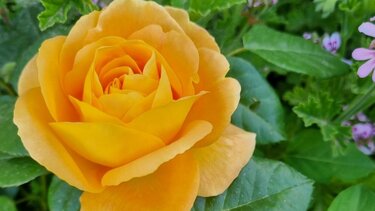 Ωδή στους "Μάηδες" της ζωής μας!