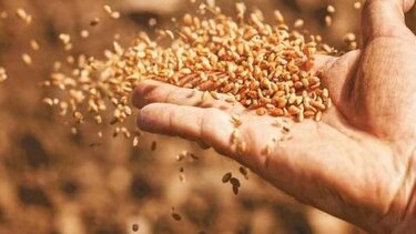 Τρόφιμα: Δείτε ποιες χώρες απαγορεύουν τις εξαγωγές, λόγω του πολέμου