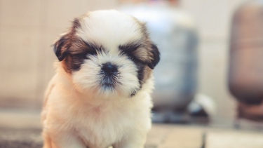 Σκότωσε 9 κουτάβια με χορτοκοπτικό μηχάνημα – Σοκαριστική καταγγελία