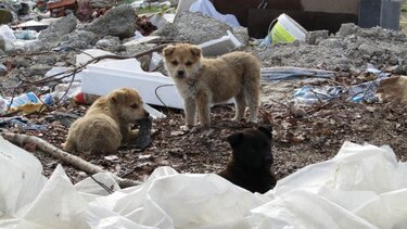 Σε χωματερή είχε μετατραπεί σπίτι – Επτά σκυλιά ζούσαν στα σκουπίδια